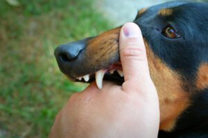Dog Bite Claims